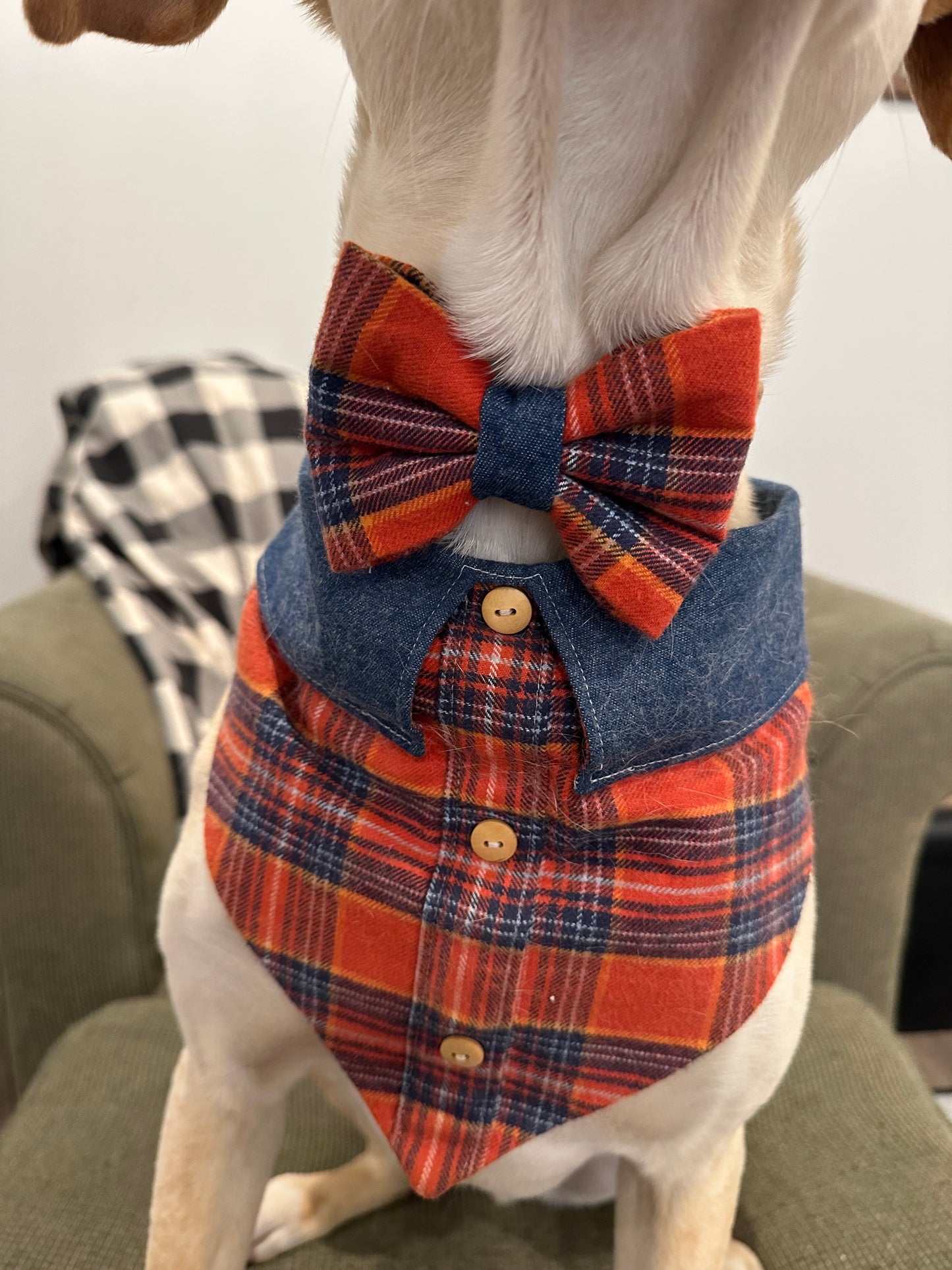Pumpkin Patch Fancy-Dana