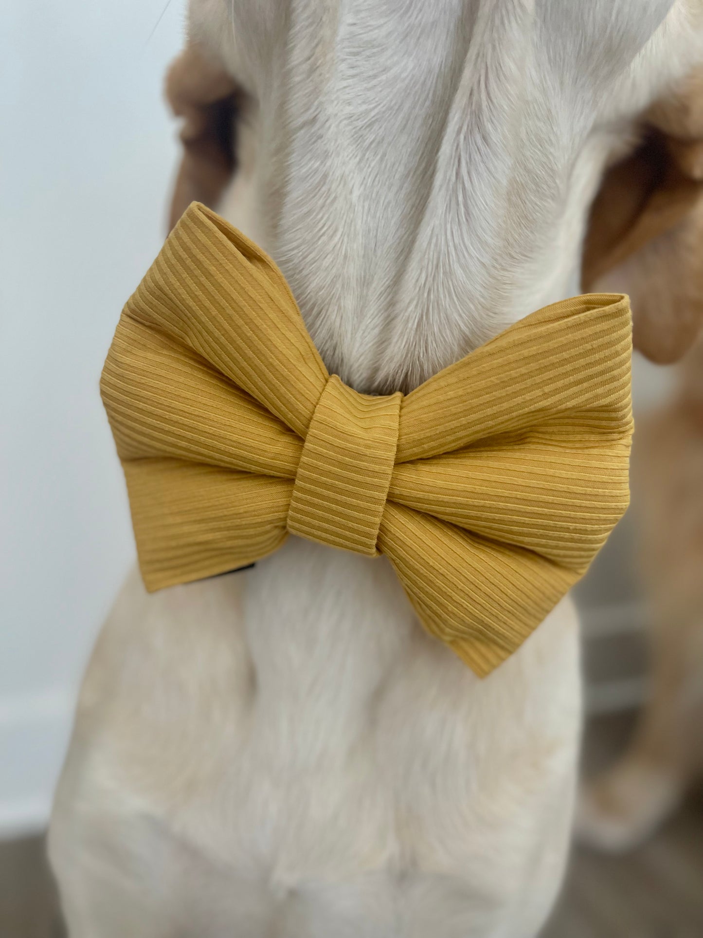 Honey Pie Bow
