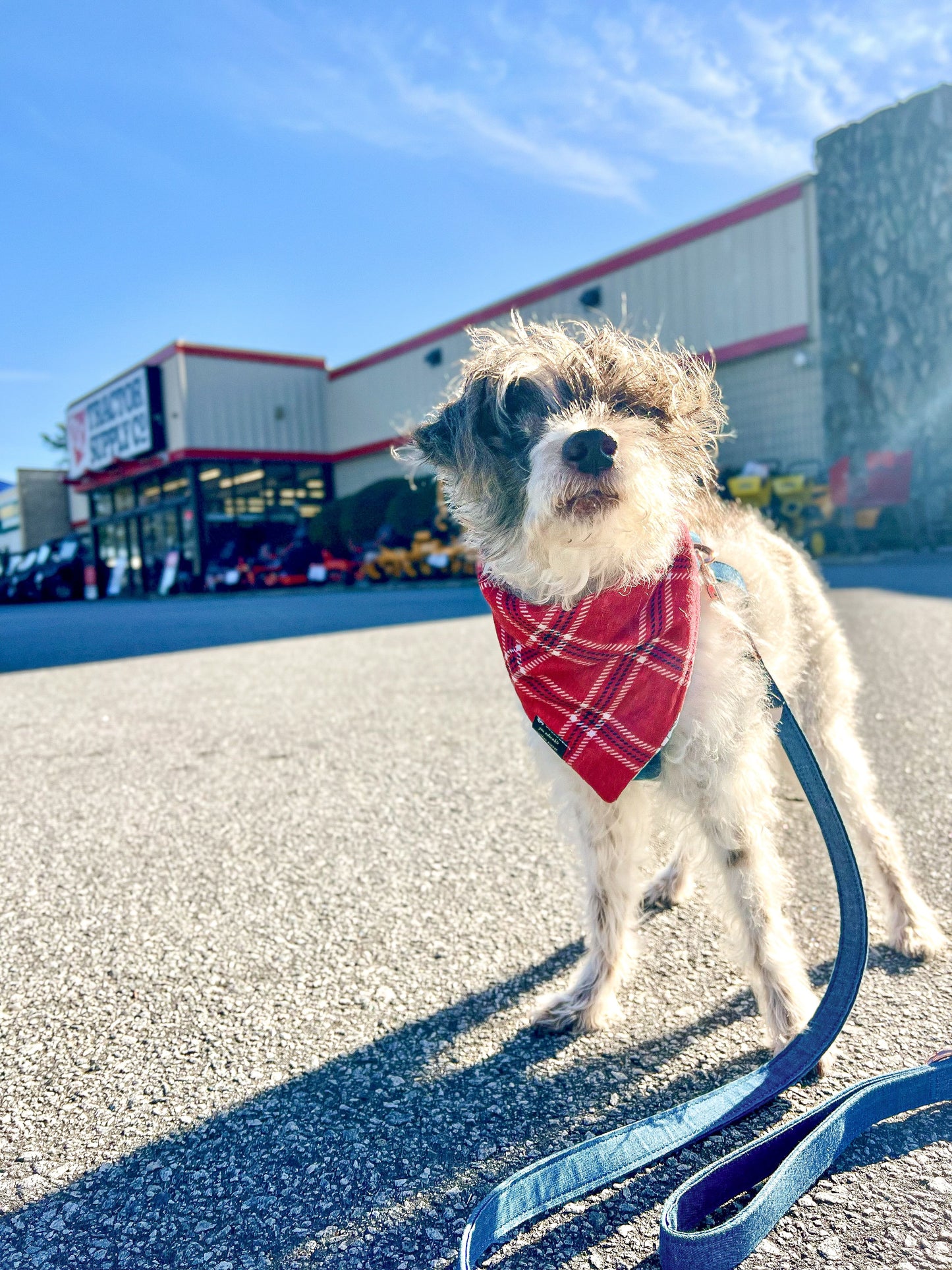 Peppermint Bark Bandana