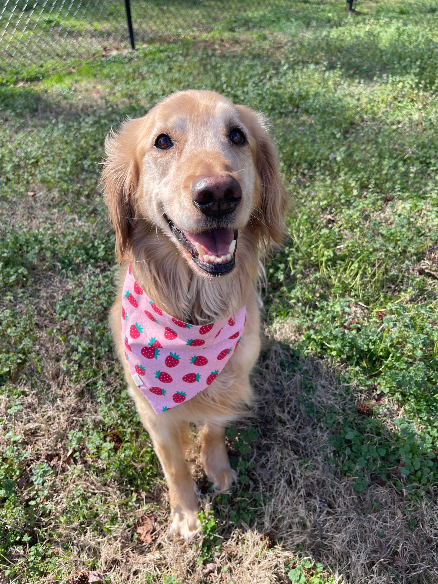 Strawberry Kiwi Bandana