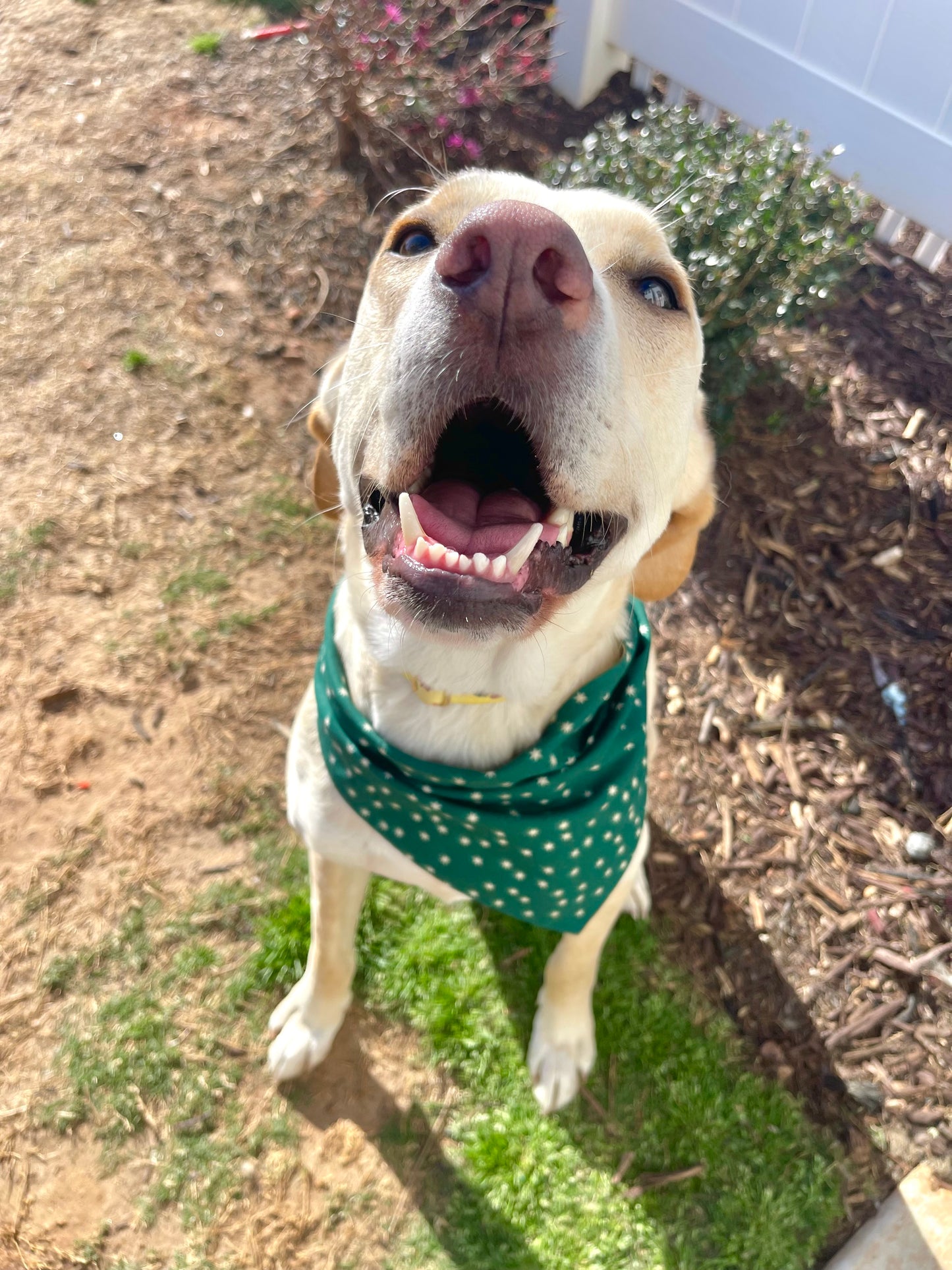 Hunter Bandana