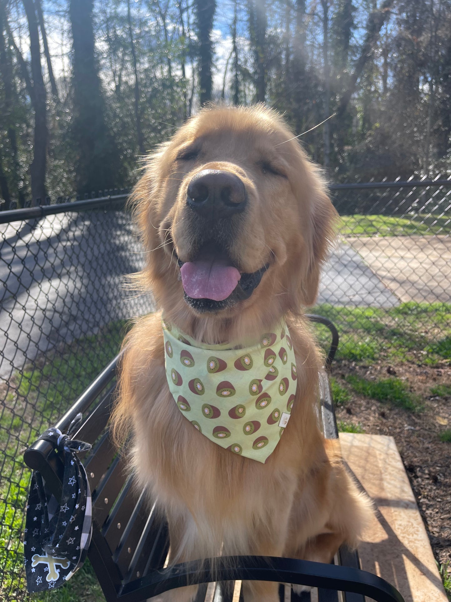 Strawberry Kiwi Bandana
