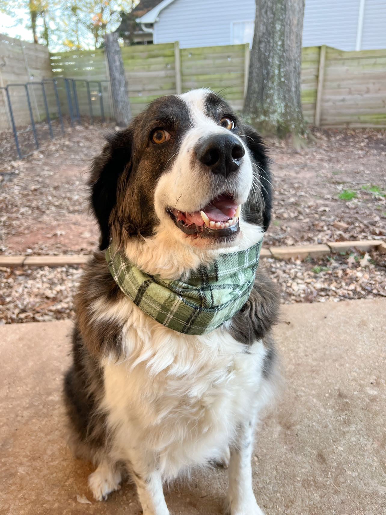 Sage Plaid Scarf