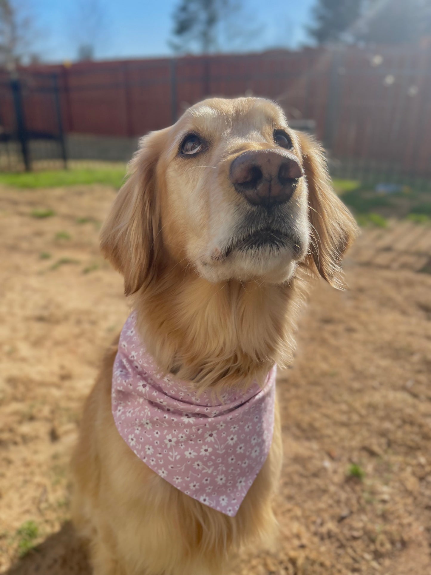Pink Bees Bandana