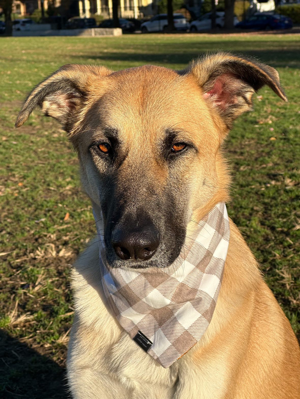 Howdy Bandana