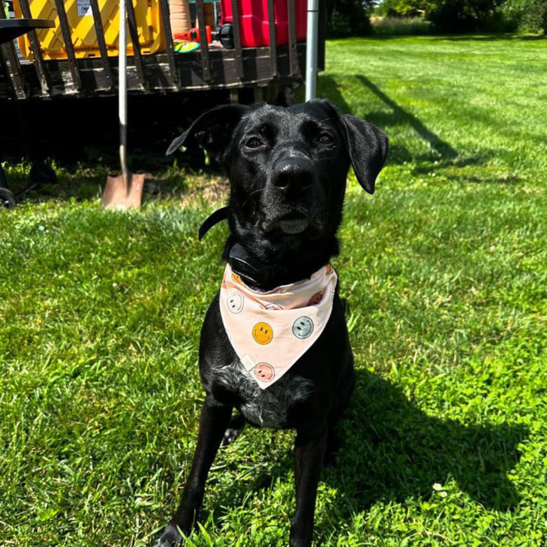 Happy Camper Bandana