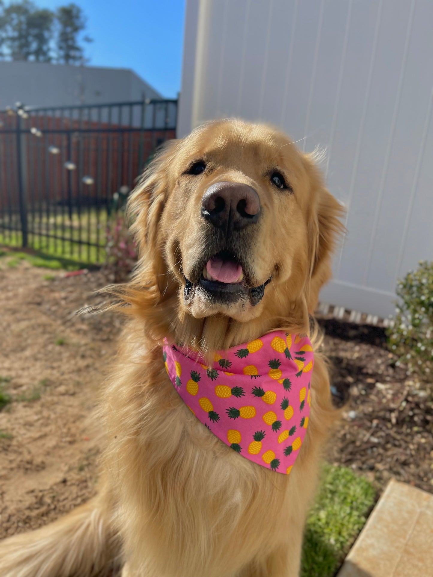 Tropics Bandana