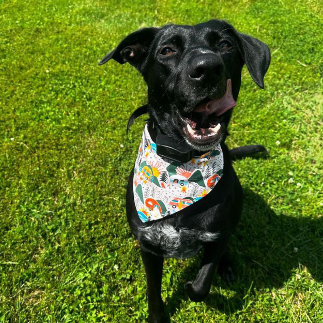 Happy Camper Bandana