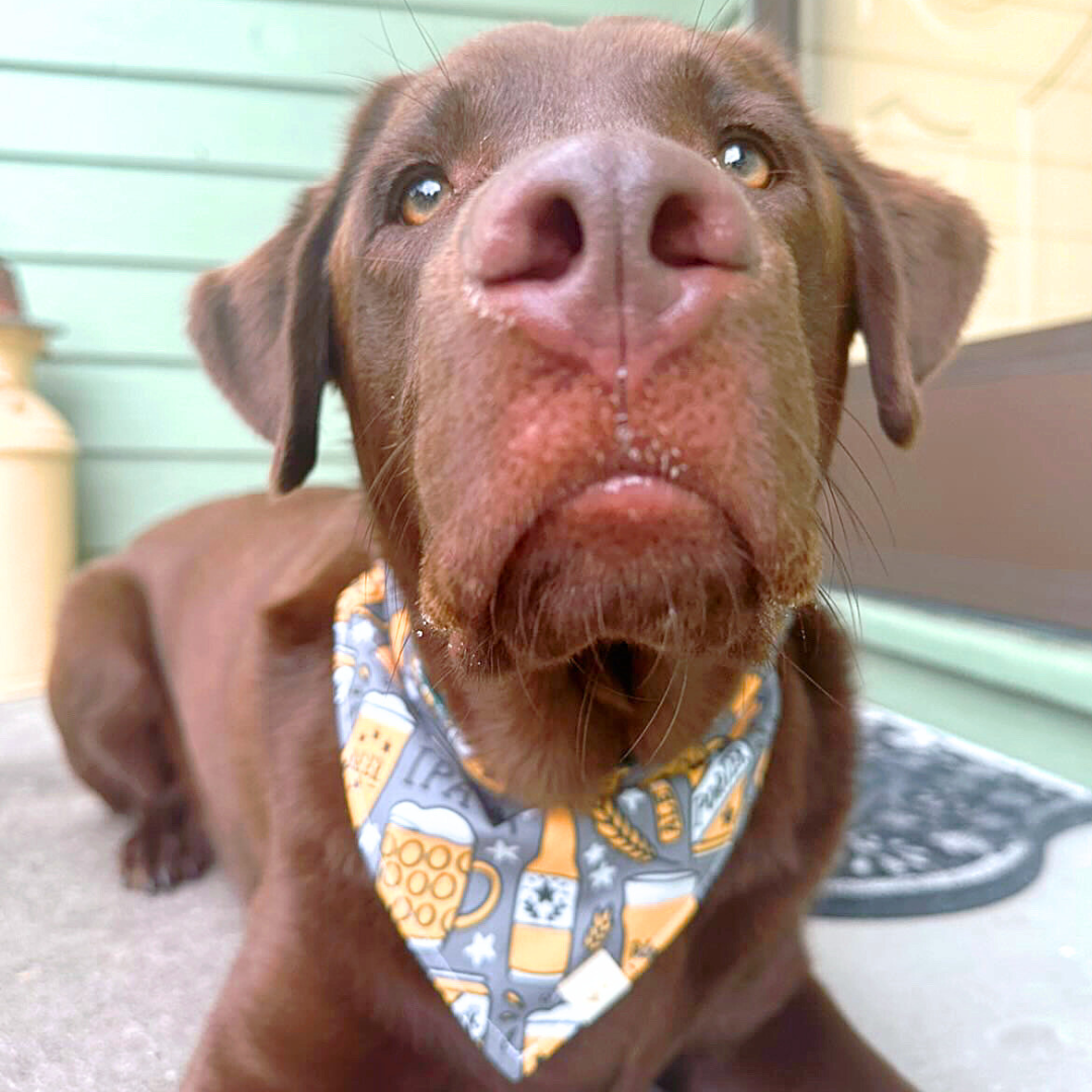 Adventurous Brews Bandana