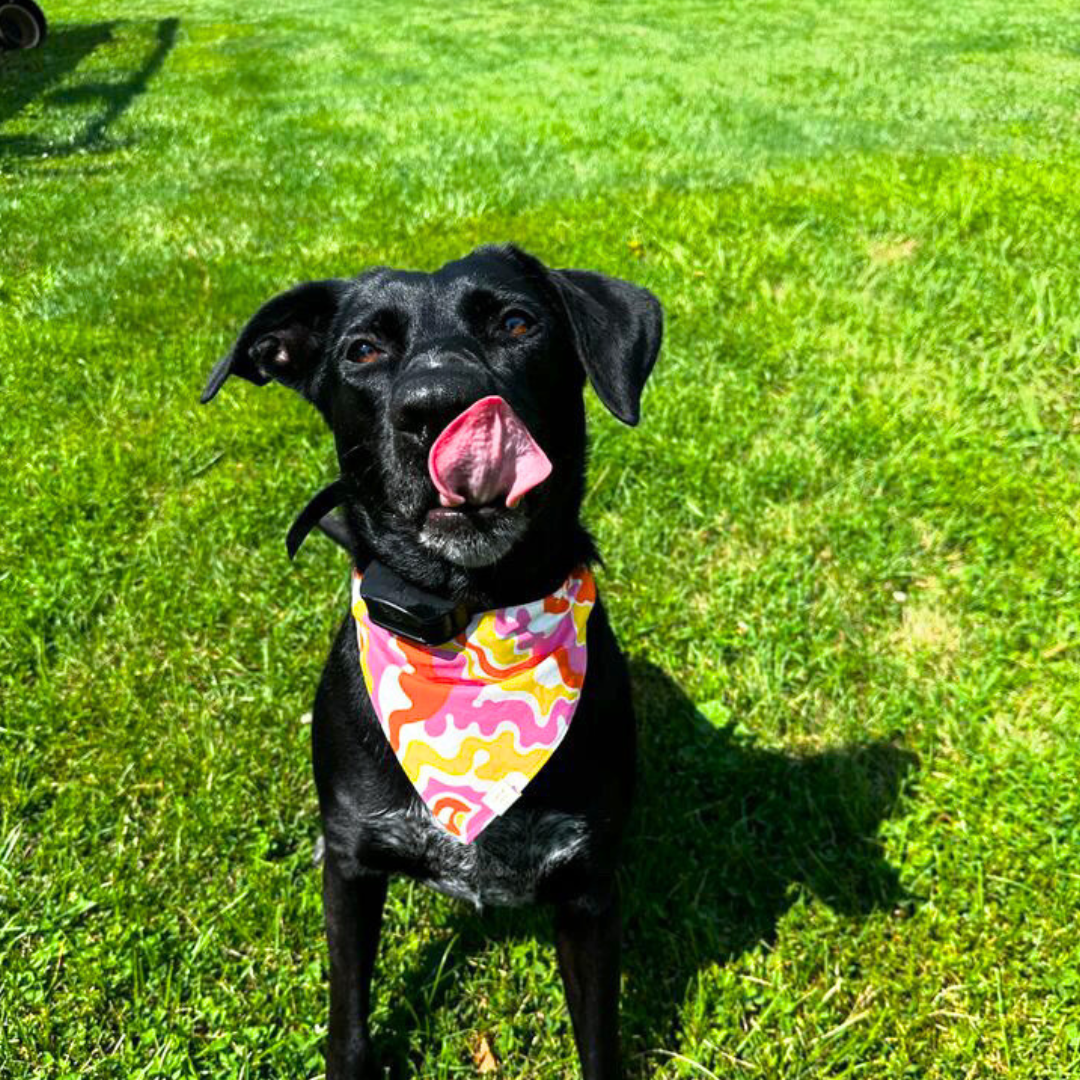 Tropics Bandana